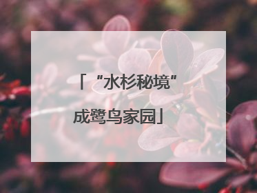 “水杉秘境”成鹭鸟家园