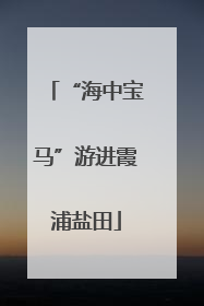 “海中宝马”游进霞浦盐田
