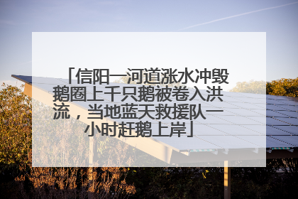 信阳一河道涨水冲毁鹅圈上千只鹅被卷入洪流，当地蓝天救援队一小时赶鹅上岸