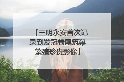 三明永安首次记录到发冠卷尾筑巢繁殖珍贵影像