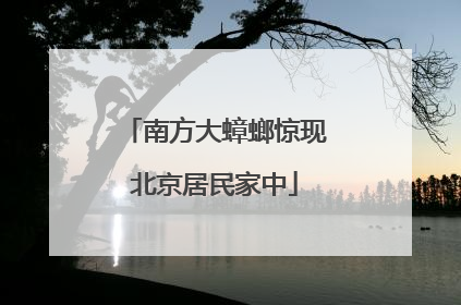 南方大蟑螂惊现北京居民家中