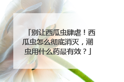 别让西瓜虫肆虐！西瓜虫怎么彻底消灭，潮虫用什么药最有效？
