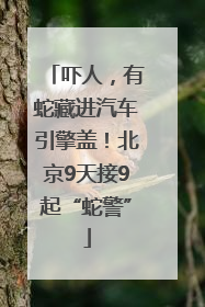 吓人，有蛇藏进汽车引擎盖！北京9天接9起“蛇警”