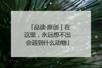 品读·原创｜在这里，永远想不出会遇到什么动物