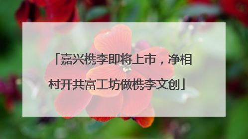 嘉兴槜李即将上市，净相村开共富工坊做槜李文创