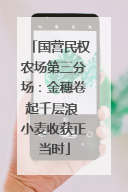 国营民权农场第三分场：金穗卷起千层浪 小麦收获正当时