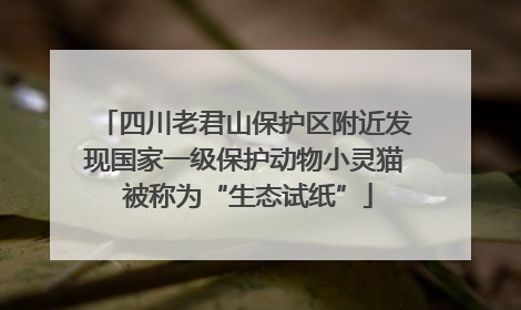 四川老君山保护区附近发现国家一级保护动物小灵猫 被称为“生态试纸”