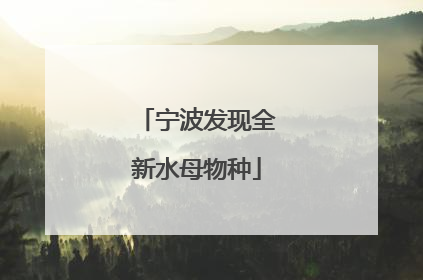 宁波发现全新水母物种