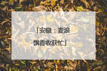 安徽：麦浪飘香收获忙