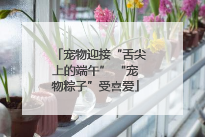 宠物迎接“舌尖上的端午” “宠物粽子”受喜爱
