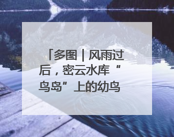 多图｜风雨过后，密云水库“鸟岛”上的幼鸟还好吗？