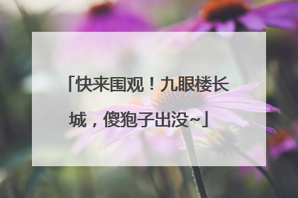 快来围观！九眼楼长城，傻狍子出没~