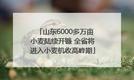 山东6000多万亩小麦陆续开镰 全省将进入小麦机收高峰期