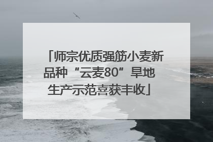 师宗优质强筋小麦新品种“云麦80”旱地生产示范喜获丰收