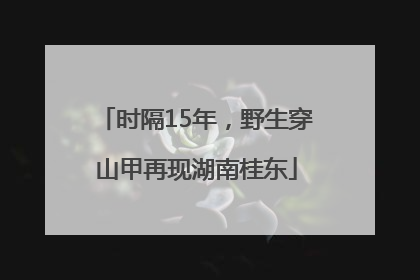 时隔15年，野生穿山甲再现湖南桂东