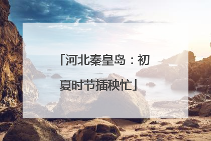 河北秦皇岛：初夏时节插秧忙