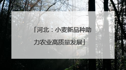 河北：小麦新品种助力农业高质量发展