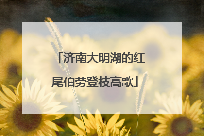 济南大明湖的红尾伯劳登枝高歌