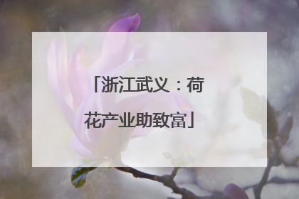 浙江武义：荷花产业助致富