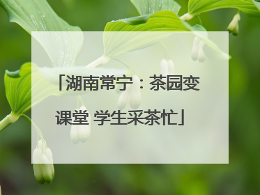 湖南常宁：茶园变课堂 学生采茶忙