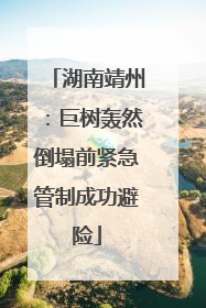 湖南靖州：巨树轰然倒塌前紧急管制成功避险