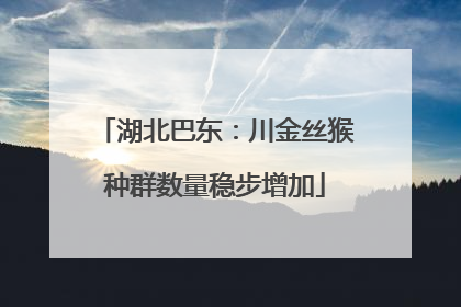 湖北巴东：川金丝猴种群数量稳步增加