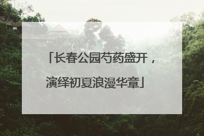 长春公园芍药盛开，演绎初夏浪漫华章