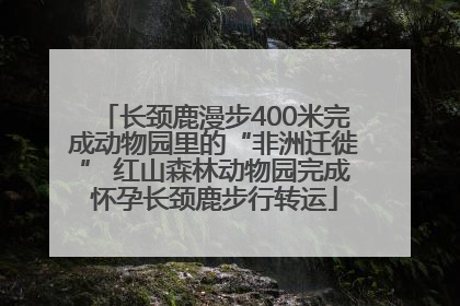 长颈鹿漫步400米完成动物园里的“非洲迁徙” 红山森林动物园完成怀孕长颈鹿步行转运