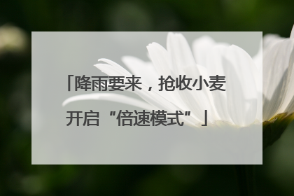 降雨要来，抢收小麦开启“倍速模式”
