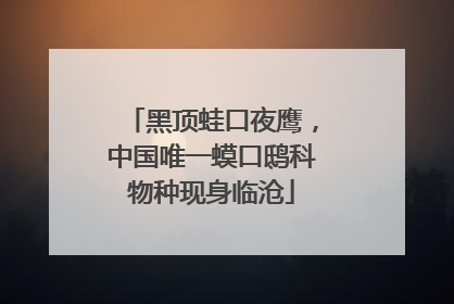 黑顶蛙口夜鹰，中国唯一蟆口鸱科物种现身临沧